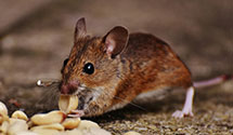 24 Hour & Emergency Exterminators in Onigum, MN